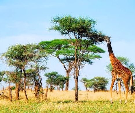 African history and values