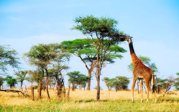 Africa and the Africans