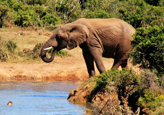 African wise sayings