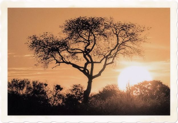 African quotes and aphorisms