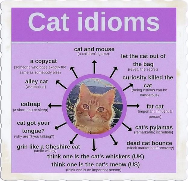 English Cats Idioms