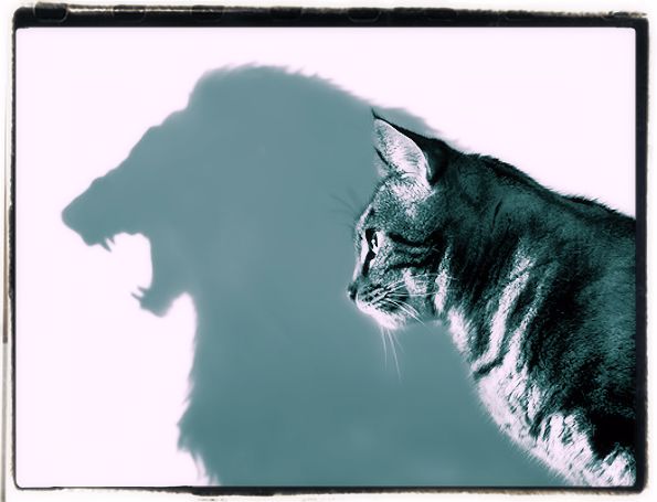 Self-confidence aphorisms