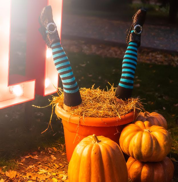 Thanksgiving oddities and curiosities