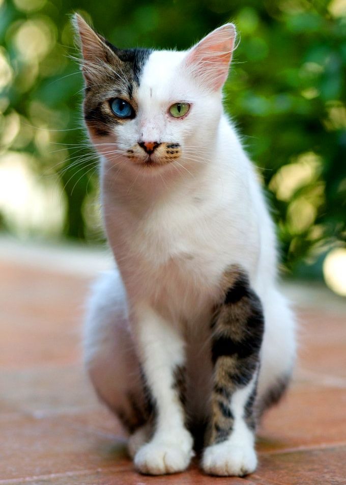 The Ad-dressing of cats